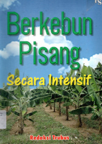 Berkebun Pisang Secara Intensif